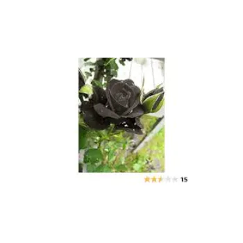 Nice Black Rose 